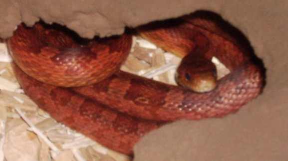 Kornnattern