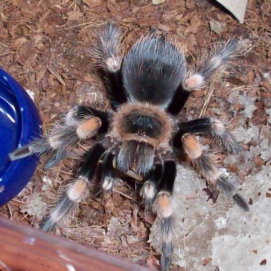 Smithi