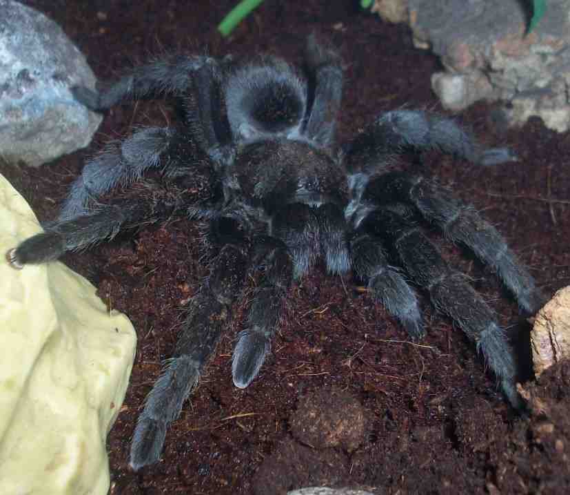 Grammostola Pulchra